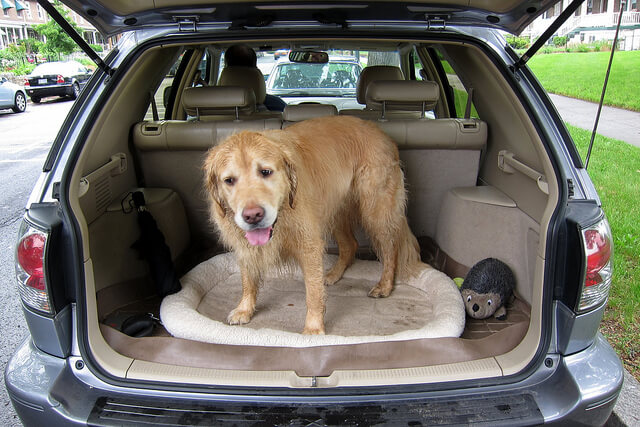 Hund im Auto