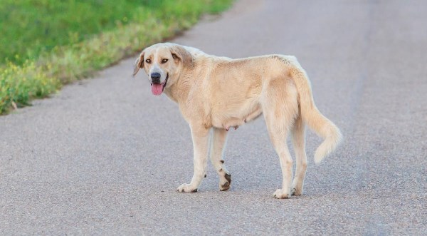 Unfälle mit Haus- und Nutztieren werden nicht als Wildunfälle erfasst. Hund auf der Fahrbahn