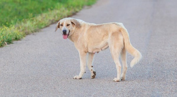 Hund auf der Fahrbahn