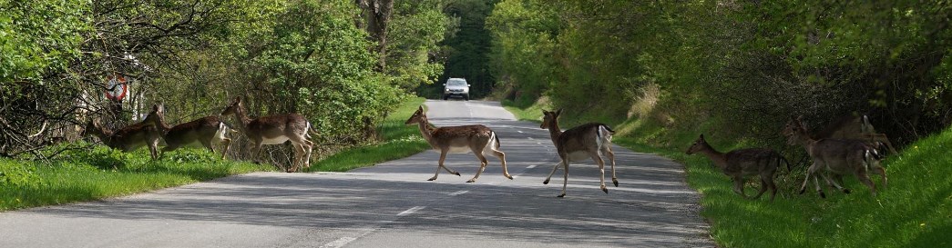 Wildunfälle kommen auf Land- und Bundesstraßen immer wieder vor. Bleiben Sie vor allem in den Morgen- und Abendstunden aufmerksam. Rehe auf der Fahrbahn